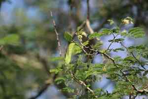Haujillo(Havardia pallens)