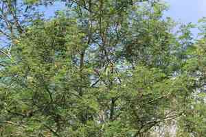 Haujillo(Havardia pallens)