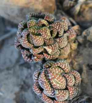 Haworthiopsis coarctata(Haworthiopsis coarctata)