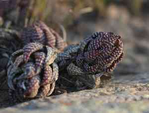 Haworthiopsis coarctata(Haworthiopsis coarctata)