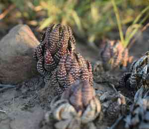 Haworthiopsis coarctata(Haworthiopsis coarctata)