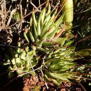 Haworthiopsis coarctata(Haworthiopsis coarctata)