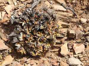 Haworthia viscosa(Haworthiopsis viscosa)