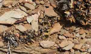Haworthia viscosa(Haworthiopsis viscosa)