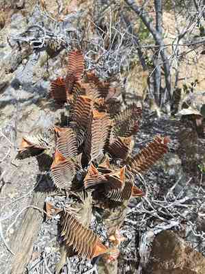 Haworthia viscosa(Haworthiopsis viscosa)