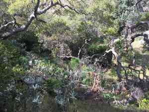 Island bristleweed(Hazardia detonsa)