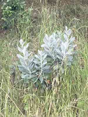 Island bristleweed(Hazardia detonsa)