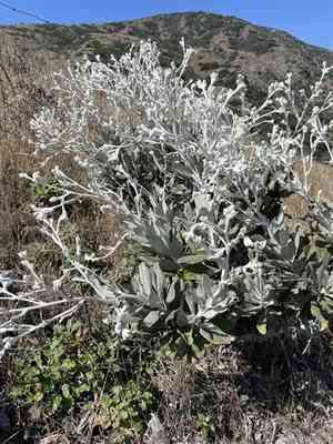 Island bristleweed(Hazardia detonsa)
