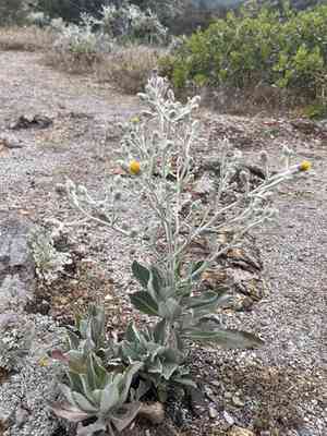 Island bristleweed(Hazardia detonsa)