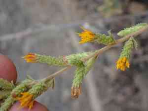 Sawtooth goldenbush(Hazardia squarrosa)