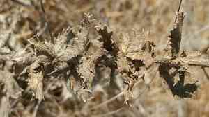 Sawtooth goldenbush(Hazardia squarrosa)