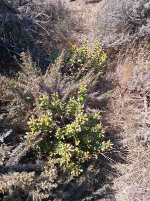 Sawtooth goldenbush(Hazardia squarrosa)