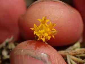 Sawtooth goldenbush(Hazardia squarrosa)
