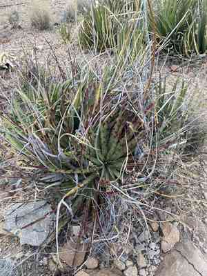 Texas false agave(Hechtia texensis)