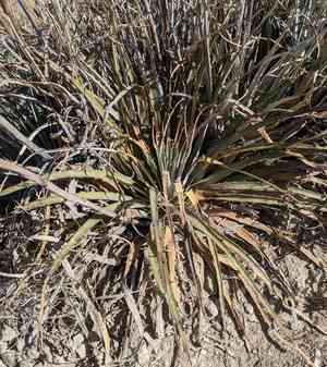 Texas false agave(Hechtia texensis)
