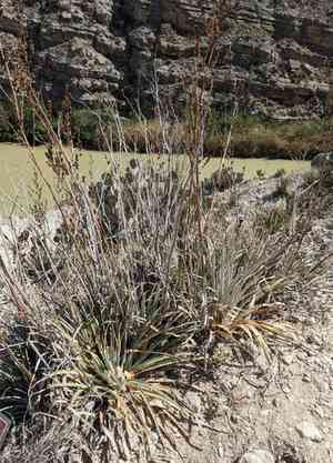 Texas false agave(Hechtia texensis)