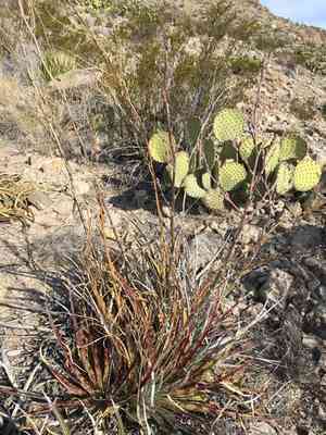 Texas false agave(Hechtia texensis)