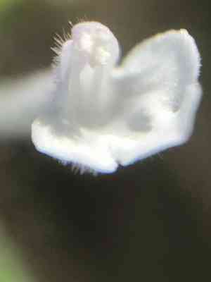 Ribbed false pennyroyal(Hedeoma costata)