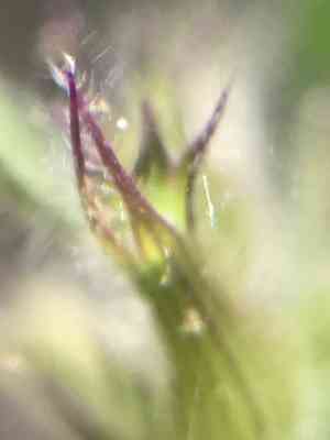 Ribbed false pennyroyal(Hedeoma costata)