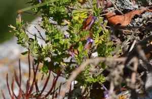 Ribbed false pennyroyal(Hedeoma costata)