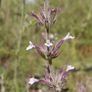 Dentate false pennyroyal(Hedeoma dentata)