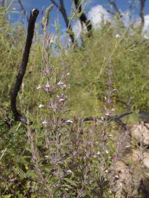 Dentate false pennyroyal(Hedeoma dentata)