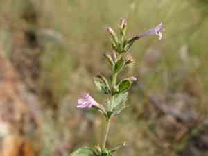 Dentate false pennyroyal(Hedeoma dentata)