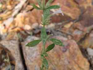 Dentate false pennyroyal(Hedeoma dentata)