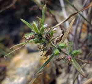Rough false pennyroyal(Hedeoma hispida)