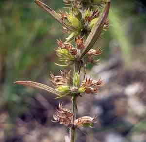 Rough false pennyroyal(Hedeoma hispida)