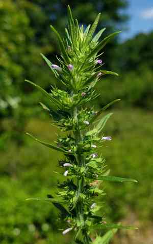 Rough false pennyroyal(Hedeoma hispida)