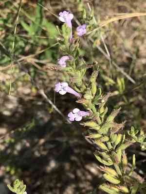 Reverchon's false pennyroyal(Hedeoma reverchonii)