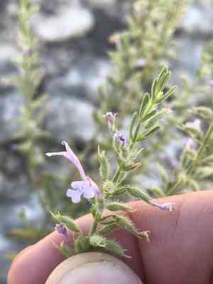 Reverchon's false pennyroyal(Hedeoma reverchonii)
