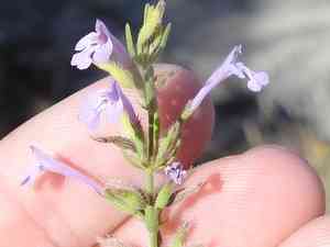 Reverchon's false pennyroyal(Hedeoma reverchonii)