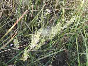 Reverchon's false pennyroyal(Hedeoma reverchonii)