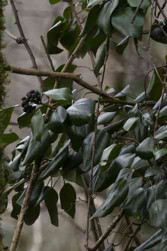 Persian ivy(Hedera colchica)