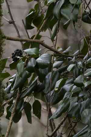 Persian ivy(Hedera colchica)