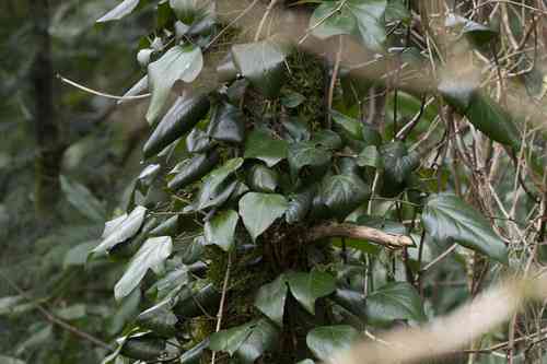Persian ivy(Hedera colchica)