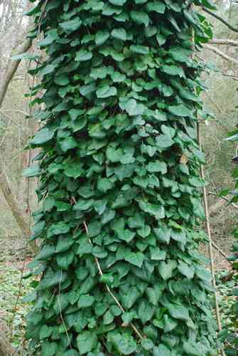 Persian ivy(Hedera colchica)
