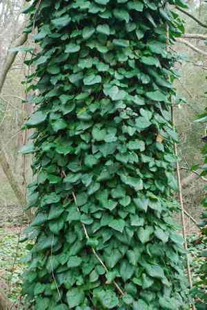 Persian ivy(Hedera colchica)