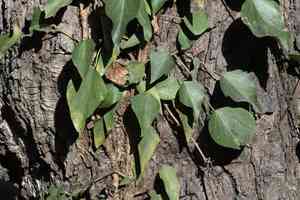 Himalayan ivy(Hedera nepalensis)