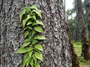 Himalayan ivy(Hedera nepalensis)