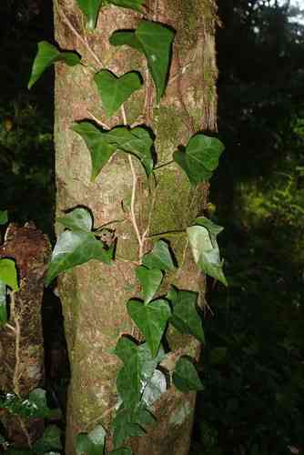 Japanese ivy(Hedera rhombea)