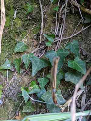 Japanese ivy(Hedera rhombea)