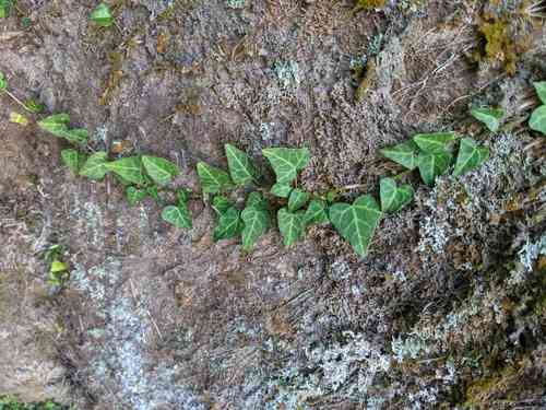 Japanese ivy(Hedera rhombea)