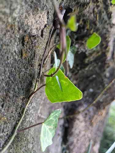 Japanese ivy(Hedera rhombea)