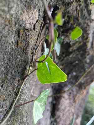 Japanese ivy(Hedera rhombea)
