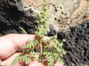 Ragged marsh-elder(Hedosyne ambrosiifolia)