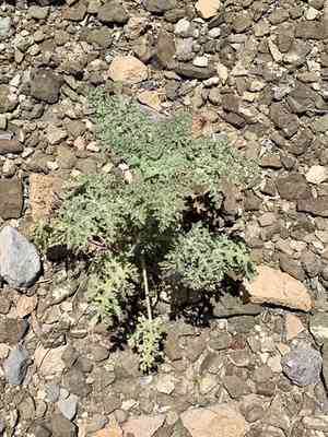 Ragged marsh-elder(Hedosyne ambrosiifolia)