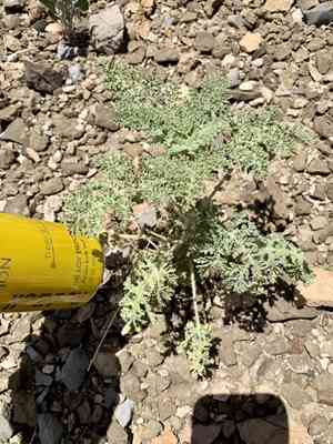 Ragged marsh-elder(Hedosyne ambrosiifolia)